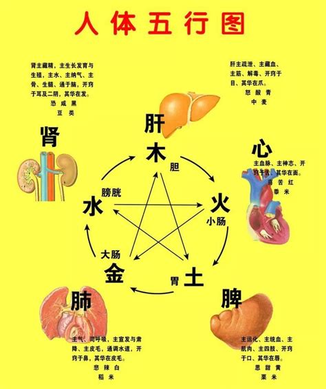 五臟六腑 五行|中醫知識 